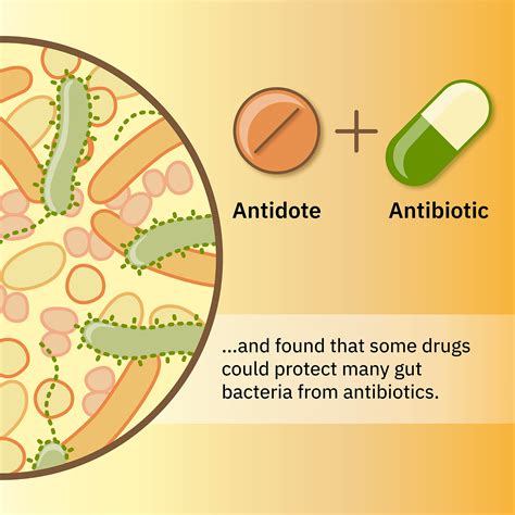 Can bacteria survive after antibiotics?