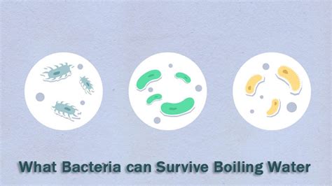 Can bacteria survive boiling oil?