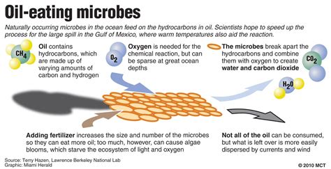 Can bacteria survive in petrol?