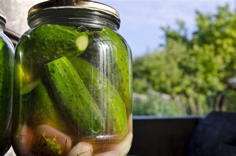 Can bacteria survive in pickle juice?