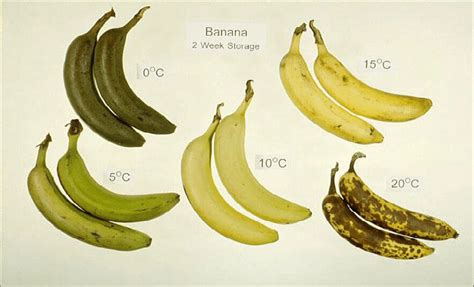 Can bananas be kept at room temperature?