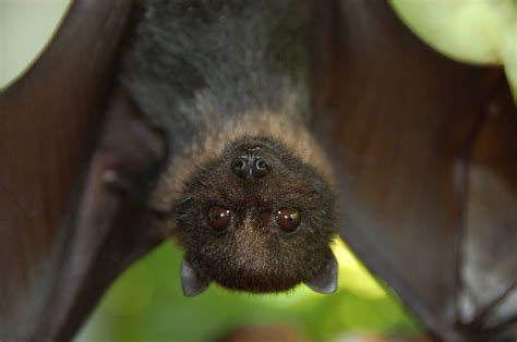 Can bats be friendly?