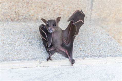 Can bats befriend humans?