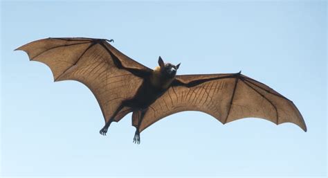 Can bats fly daylight?