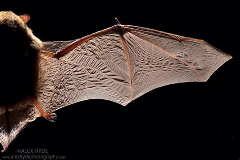 Can bats fly silently?