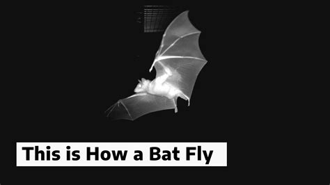 Can bats fly straight?