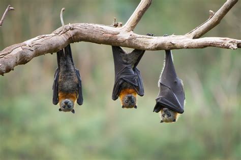 Can bats go extinct?