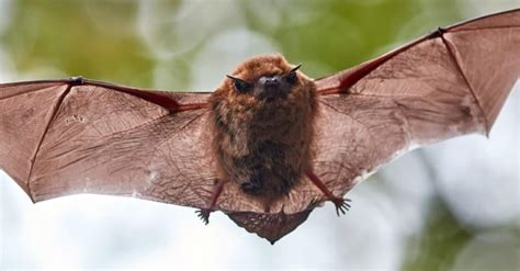 Can bats live for 20 years?