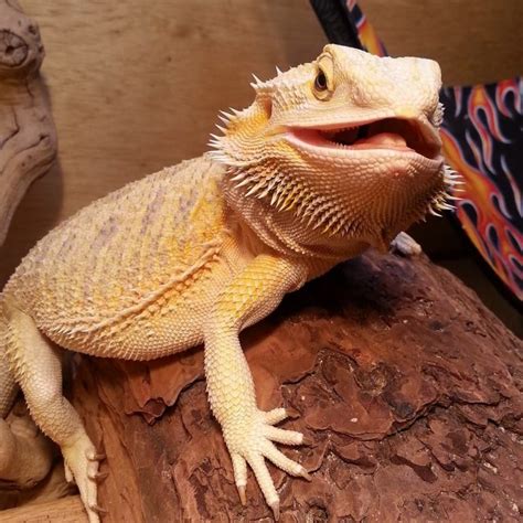 Can bearded dragons be loyal?