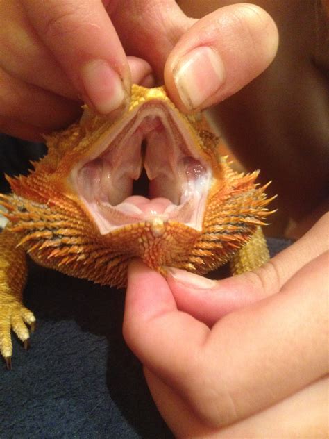 Can bearded dragons break their jaw?