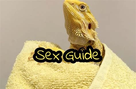 Can bearded dragons change gender?