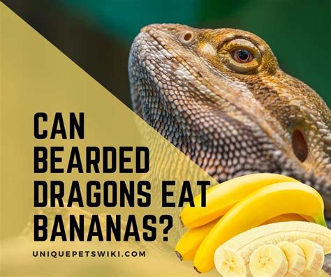 Can bearded dragons eat banana?