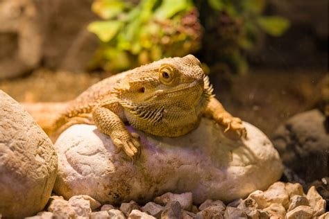 Can bearded dragons feel bored?