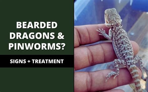 Can bearded dragons give humans pinworms?