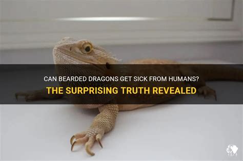 Can bearded dragons make humans sick?