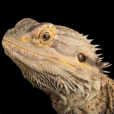 Can bearded dragons see us?