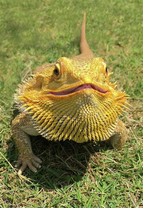 Can bearded dragons smile?