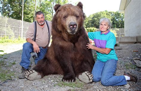 Can bears be kind to humans?