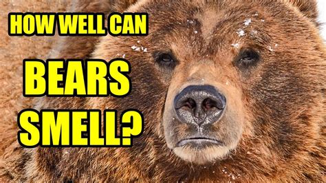 Can bears smell honey?