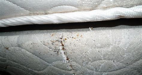 Can bed bugs go away on their own?