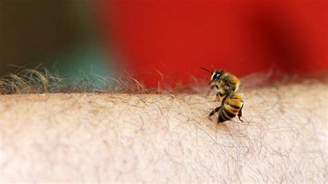 Can bee venom paralyze you?