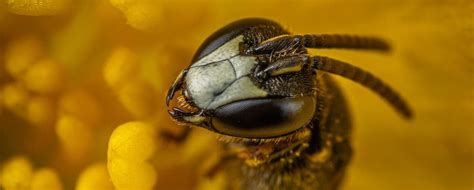 Can bees Recognise human faces?