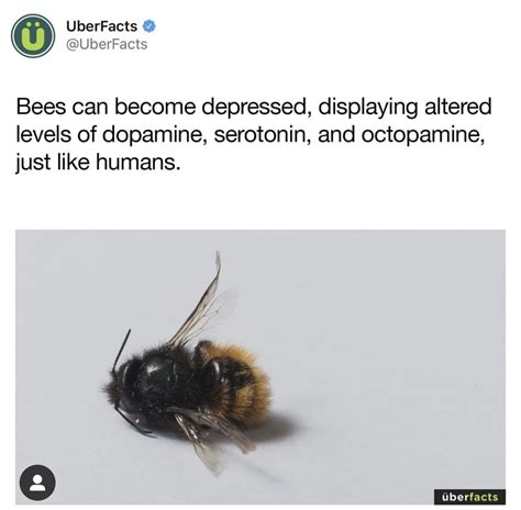 Can bees be depressed?