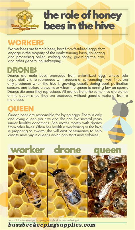 Can bees be intersex?