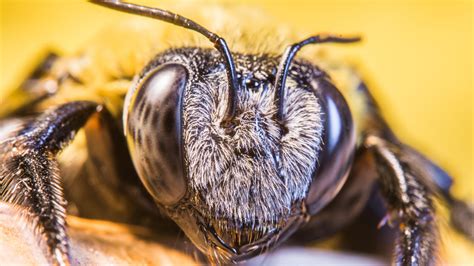 Can bees close their eyes?