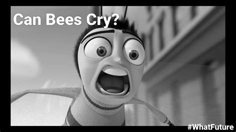 Can bees cry?