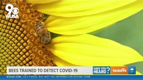 Can bees detect COVID?