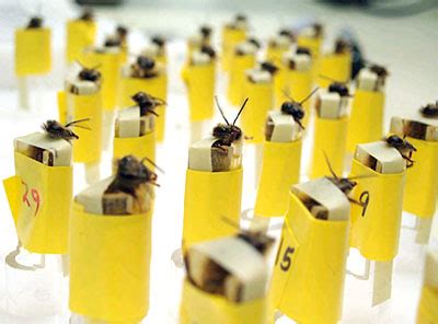 Can bees detect a bomb?