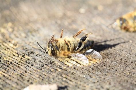 Can bees detect dead bees?