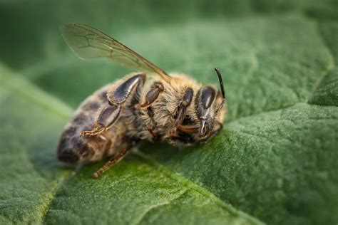 Can bees detect illness?