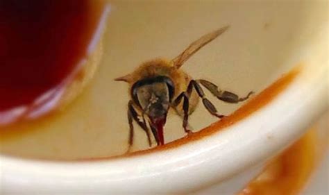 Can bees drink caffeine?