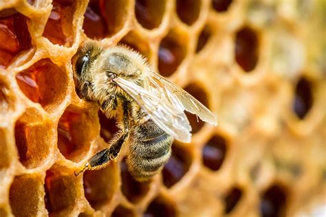 Can bees feel emotion?