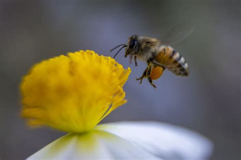 Can bees feel time?