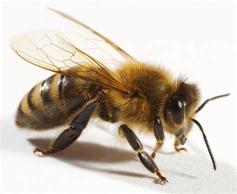 Can bees feel your fear?