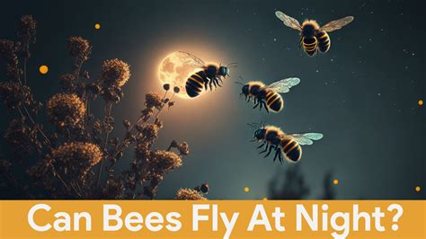 Can bees fly at night?