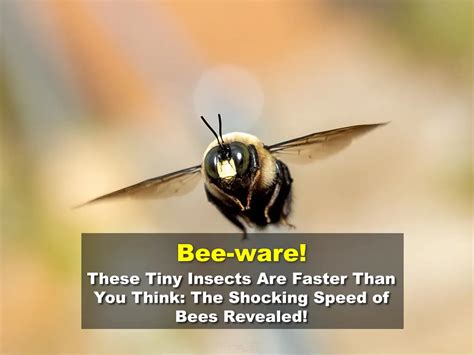 Can bees fly faster than you can run?