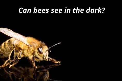 Can bees fly in dark?