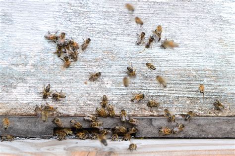 Can bees fly in winter?