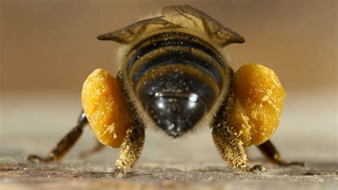 Can bees get depressed?
