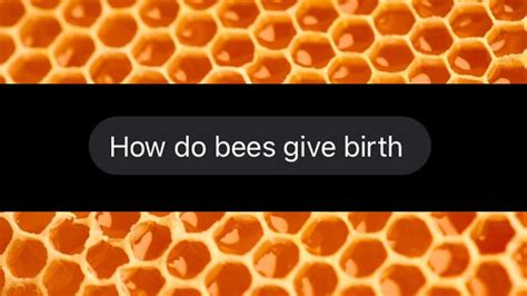 Can bees give birth?