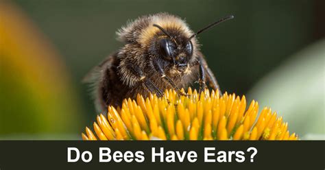Can bees hear humans?