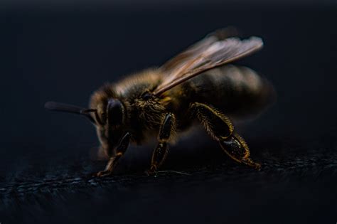 Can bees hear music?