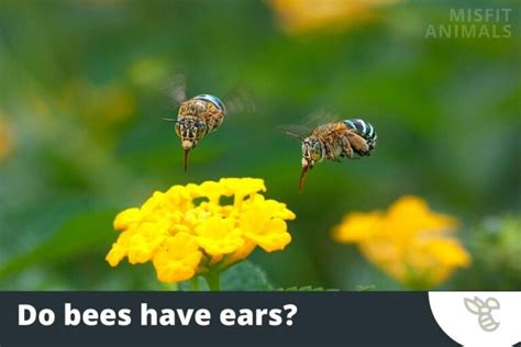 Can bees hear voices?