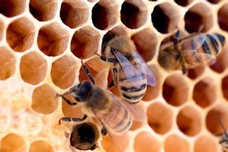 Can bees recognize you?