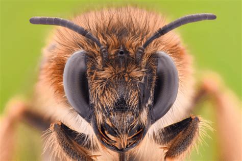 Can bees remember your face?