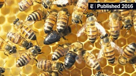Can bees reproduce without a male?